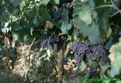 
Landschaftsbild aus der Rubrik Landschaften von unseren Fahrradtouren und Fahrradreisen: