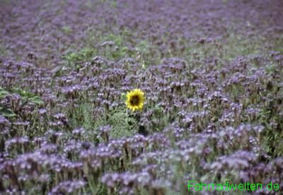 Landschaftsbild aus der Rubrik Landschaften von unseren Fahrradtouren und Fahrradreisen:
Landschaftsbild aus der Rubrik Landschaften von unseren Fahrradtouren und Fahrradreisen: